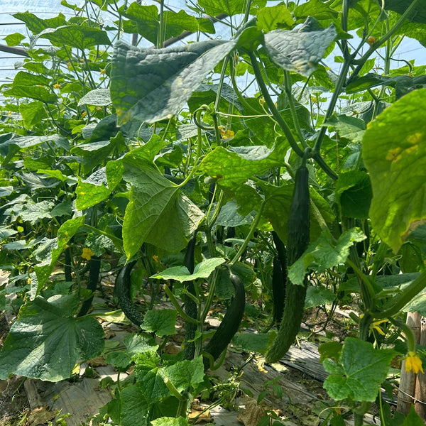 Boya 533 Cucumber, 50 Seeds