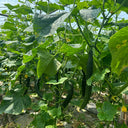 Boya 533 Cucumber, 50 Seeds