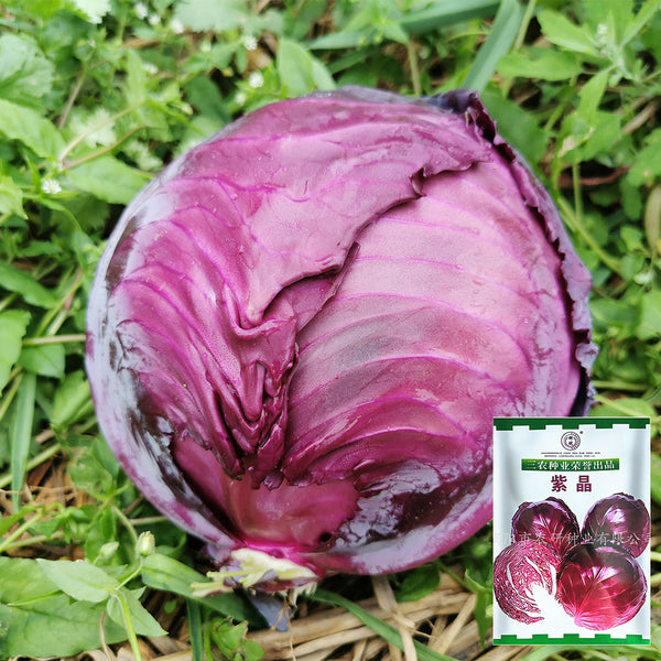 'Purple Crystal' Cabbage, 500 Seeds