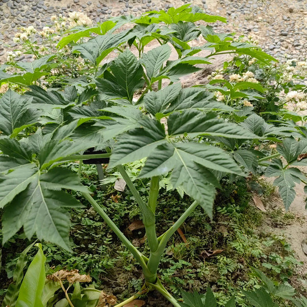 Japanese Ashitaba, 50 Seeds
