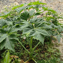 Japanese Ashitaba, 50 Seeds
