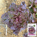 'Amethyst Cream' Lettuce Seeds, 2g