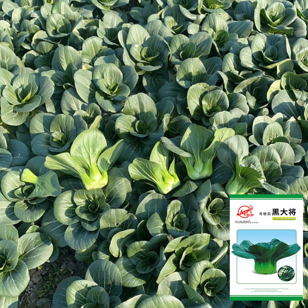 'Black General' Bok Choy Seeds, 10g
