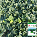 'Black General' Bok Choy Seeds, 10g