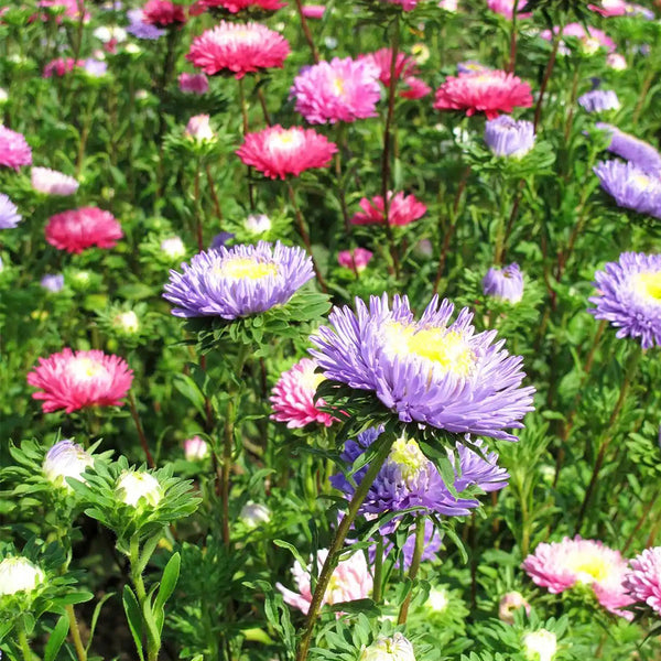 Hezhichun Mixed Color China Aster Seeds, 1g