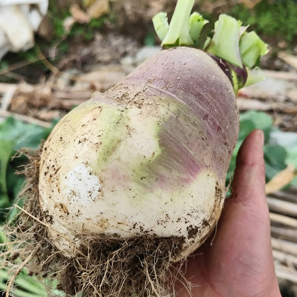 Giant Turnip Seeds, 10g