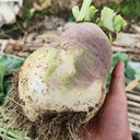 Giant Turnip Seeds, 10g