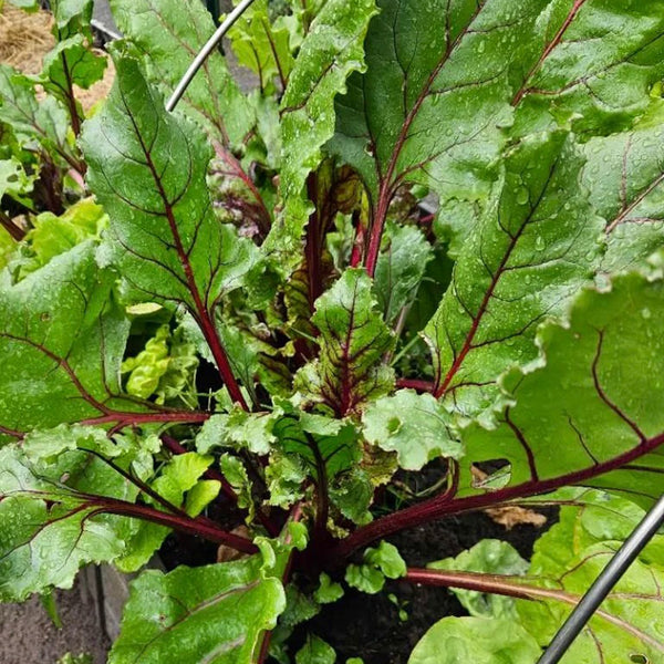 Jiemei Red-Leaf Beet, 10g
