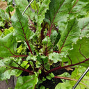 Jiemei Red-Leaf Beet, 10g