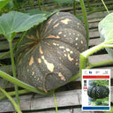 Mibei 306 Pumpkin Seeds, 10g