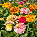 W1354 Peppermint Stick Zinnia Mix, 100 Seeds
