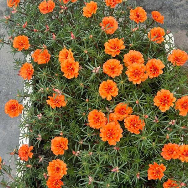 Hezhichun Coral Red Moss-Rose Purslane Seeds, 1g