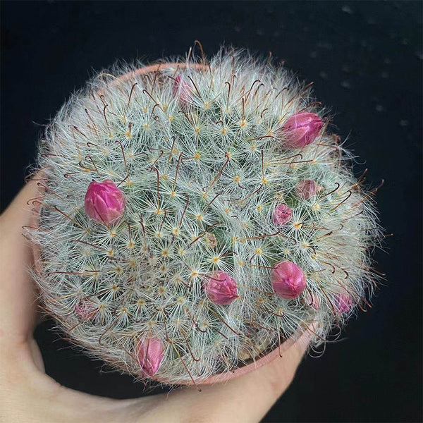 Mammillaria bocasana, 3-4cm