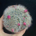 Mammillaria bocasana, 3-4cm