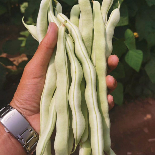 Henan Kidney Bean Seeds, 10g Per Bag