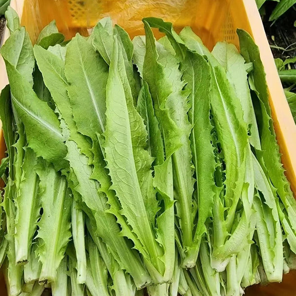 Traditional Tender Youmai Cai Seeds, 10g