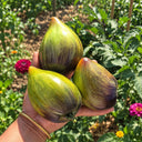 542 Emerald Brocade F5 Tomato, 5 Seeds