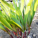 Shandong Red-Root Leek Seeds, 30g