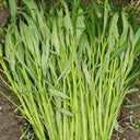 'Jiemei' Green-Stem Water Spinach Seeds, 20g