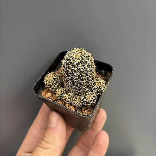 Lobivia arachnacantha,3-4cm