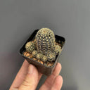 Lobivia arachnacantha,3-4cm