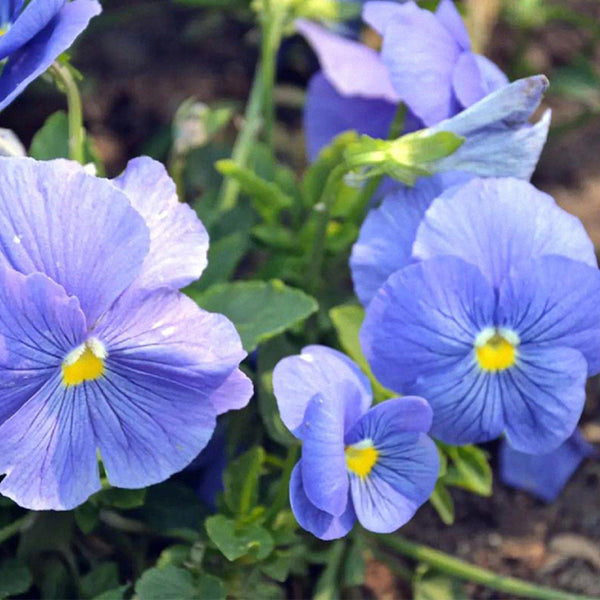 Super Bingo Series Blue Pansy Seeds, 100 Seeds