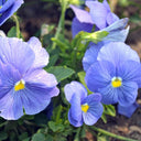 Super Bingo Series Blue Pansy Seeds, 100 Seeds