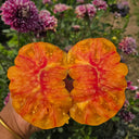 918 Orange Caramel Tomato, 5 Seeds