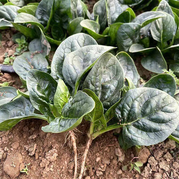 Shengdanbo 3108 Prostrate Spinach Seeds, 20g
