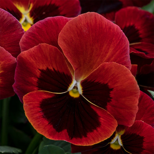 Hezhichun Pansy 'Vermilion Mole', 30 Seeds