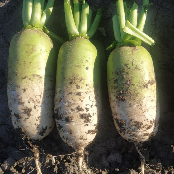 Knife Handle Radish Seeds, 10g