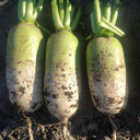 Knife Handle Radish Seeds, 10g