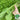 'Jiemei' Fast-Growing Radish Sprouts Seeds, 20g
