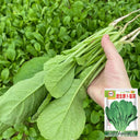 'Jiemei' Fast-Growing Radish Sprouts Seeds, 20g