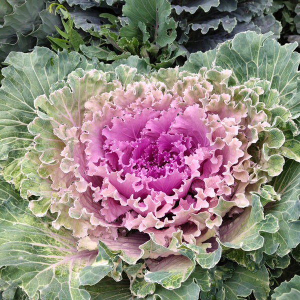 Mixed Kale Seeds