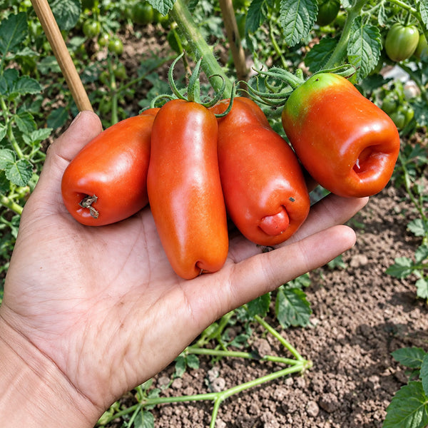 455 Pertsevidny Cherniy Tomato, 5 Seeds