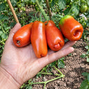 455 Pertsevidny Cherniy Tomato, 5 Seeds
