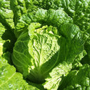 'Jiaoshu Autumn-King' Chinese Cabbage Seeds, 10g