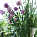 Chives (Allium schoenoprasum) Seeds, 200 Seeds