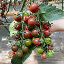 Dream Purple Cherry Tomato, 100 Seeds