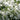 White Flowered Mallow, 200 Seeds