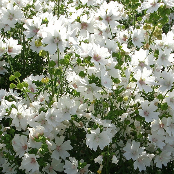 White Flowered Mallow, 200 Seeds