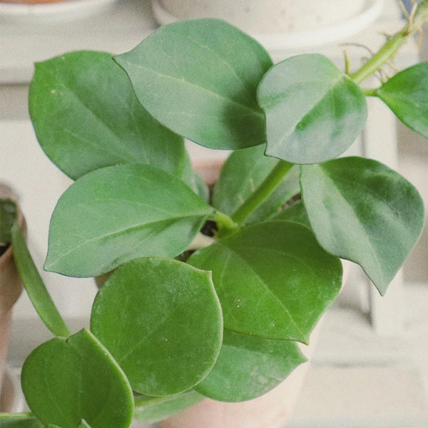 Hoya pachyclada, 5 Cuttings