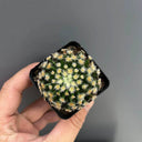 Mammillaria schiedeana, 3-4cm