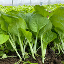 White-Stalked Baby Bok Choy Seeds, 20g