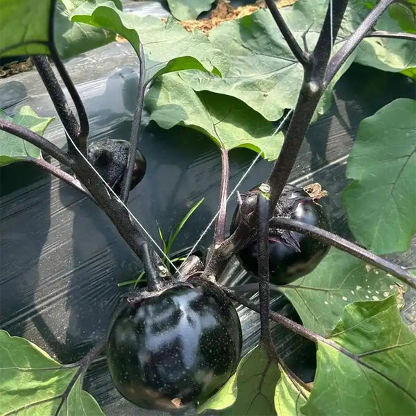 'Heiyuanshuai' Round Eggplant Seeds, 100 Seeds