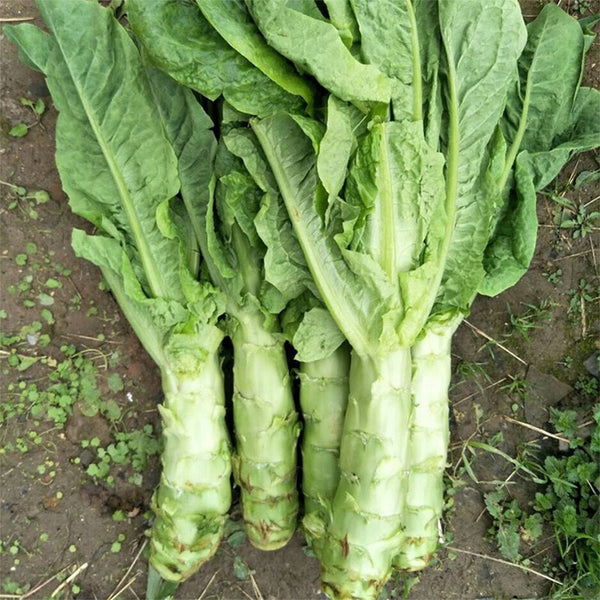 Heat-Resistant No.1 Stem Lettuce Seeds, 10g