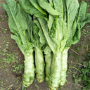 Heat-Resistant No.1 Stem Lettuce Seeds, 10g