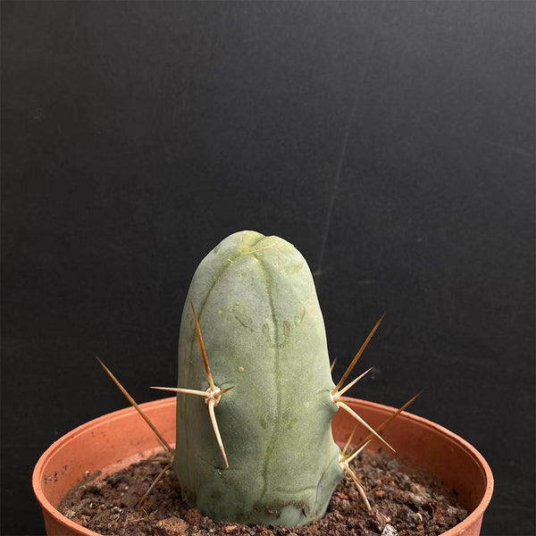 Echinopsis lageniformis f. monstruosa, 6-7cm
