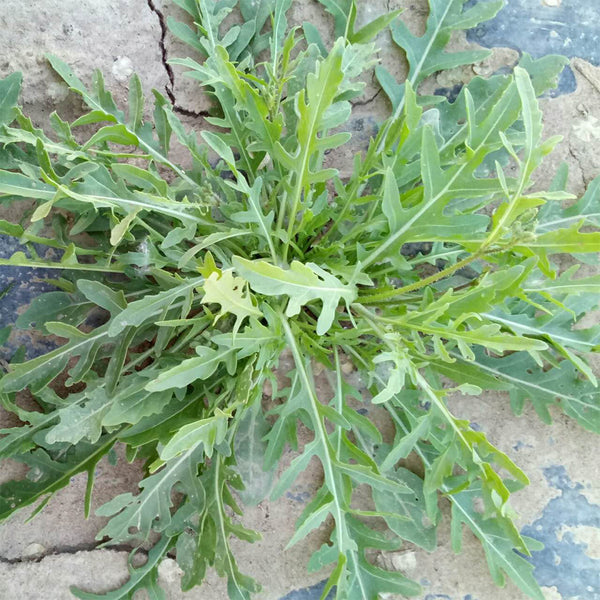Arugula Seeds, 5g